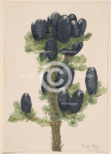 Alpine Fir (Abies lasiocarpa), 1918. Creator: Mary Vaux Walcott.