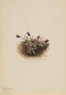 Alpine Fleabane (Erigeron unalaschcensis), 1916. Creator: Mary Vaux Walcott