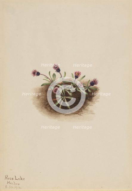Alpine Fleabane (Erigeron unalaschcensis), 1916. Creator: Mary Vaux Walcott.