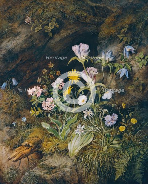 Alpine flora, 1853. Creator: Theodor Josef Petter.