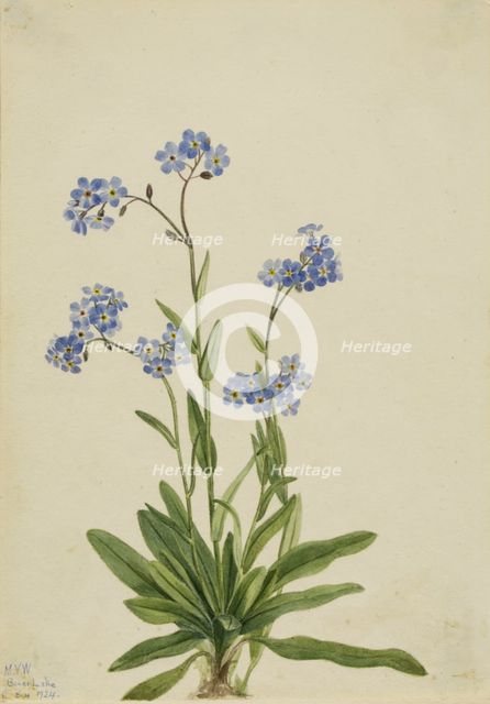Alpine Forget-me-not (Myosotis alpestris), 1924. Creator: Mary Vaux Walcott.