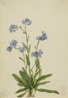 Alpine Forget-me-not (Myosotis alpestris), 1924. Creator: Mary Vaux Walcott