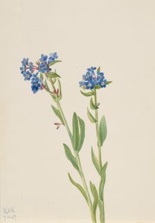Alpine Forget-Me-Not (Myosotis alpestris), 1937. Creator: Mary Vaux Walcott
