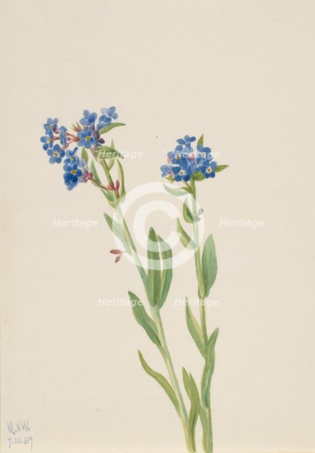 Alpine Forget-Me-Not (Myosotis alpestris), 1937. Creator: Mary Vaux Walcott.