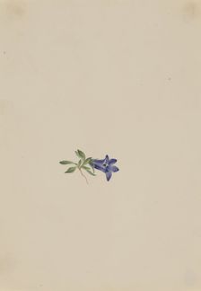 Alpine Harebell (Campanula lasiocarpa), n.d. Creator: Mary Vaux Walcott
