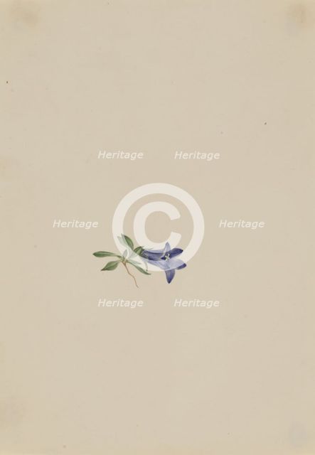 Alpine Harebell (Campanula lasiocarpa), n.d. Creator: Mary Vaux Walcott.