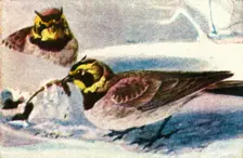 Alpine larks, c1928. Creator: Unknown