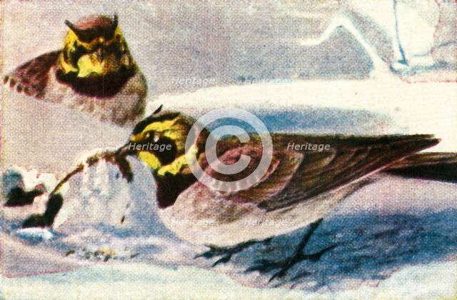 Alpine larks, c1928. Creator: Unknown.
