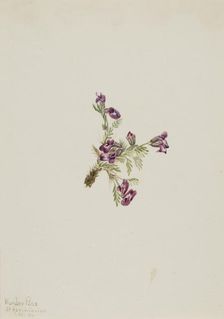 Alpine Pointvetch (Oxytropis podocarpa), 1916. Creator: Mary Vaux Walcott