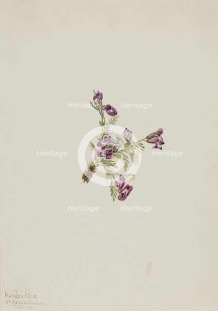 Alpine Pointvetch (Oxytropis podocarpa), 1916. Creator: Mary Vaux Walcott.