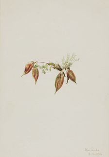 Alpine Pointvetch (Oxytropis podocarpa), 1918. Creator: Mary Vaux Walcott