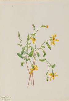 Alpine Ragwort (Senecio species), 1905. Creator: Mary Vaux Walcott