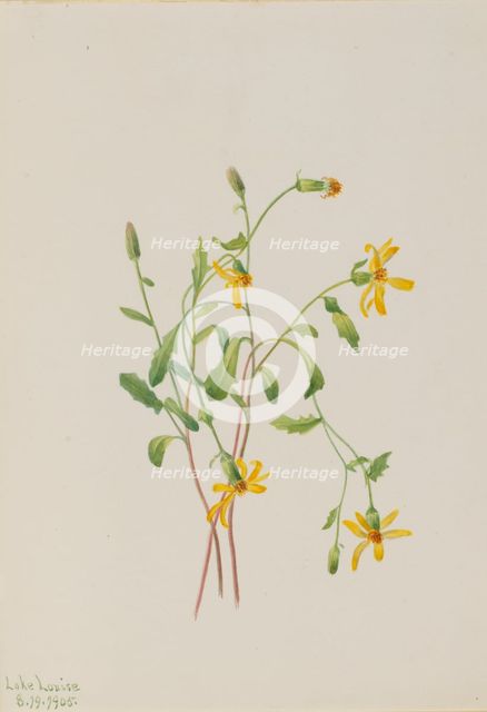Alpine Ragwort (Senecio species), 1905. Creator: Mary Vaux Walcott.