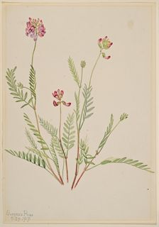Alpine Vetch (Astragalus bourgovii), 1917. Creator: Mary Vaux Walcott