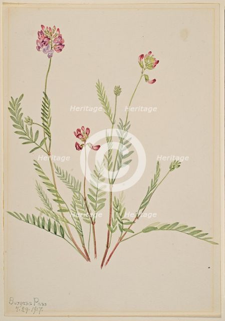 Alpine Vetch (Astragalus bourgovii), 1917. Creator: Mary Vaux Walcott.
