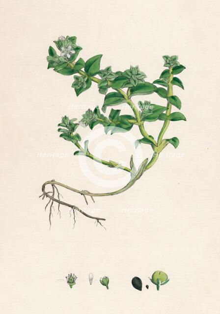 'Alsine peploides. Sea Purslane', 19th Century. Artist: Unknown.