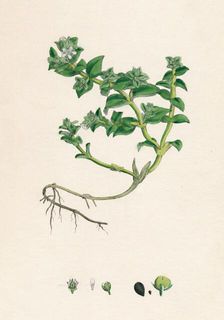 Alsine peploides. Sea Purslane 19th Century