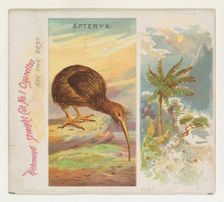 Apteryx, from Birds of the Tropics series (N38) for Allen & Ginter Cigarettes, 1889. Creator: Allen & Ginter