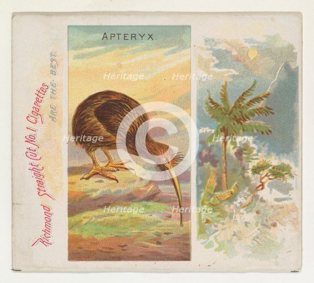 Apteryx, from Birds of the Tropics series (N38) for Allen & Ginter Cigarettes, 1889. Creator: Allen & Ginter.