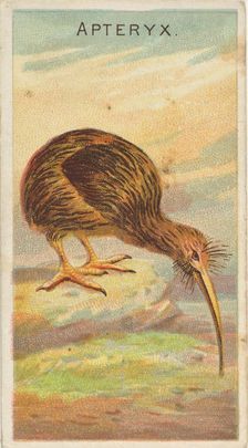 Apteryx, from the Birds of the Tropics series (N5) for Allen & Ginter Cigarettes Brands, 1889. Creator: Allen & Ginter