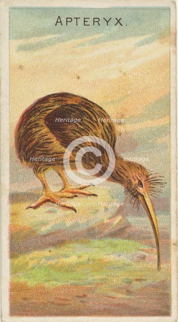 Apteryx, from the Birds of the Tropics series (N5) for Allen & Ginter Cigarettes Brands, 1889. Creator: Allen & Ginter.