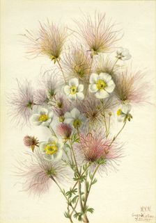 Apache Plume (Fallugia paradoxa), 1935. Creator: Mary Vaux Walcott