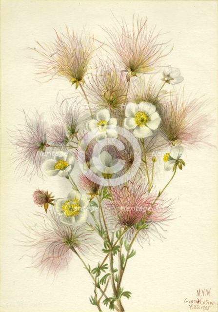 Apache Plume (Fallugia paradoxa), 1935. Creator: Mary Vaux Walcott.