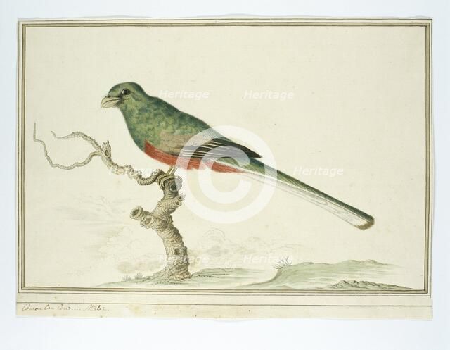 Apaloderma narina (Narina Trogon), 1777-1786. Creator: Robert Jacob Gordon.
