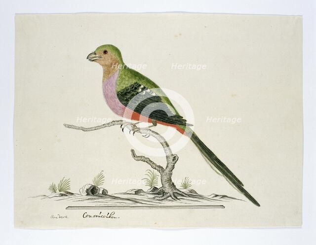 Apaloderma narina (Narina Trogon), 1777-1786. Creator: Robert Jacob Gordon.