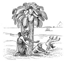 Apes on the banks of the Zaire, 1598, (1863). Creator: WH Wesley