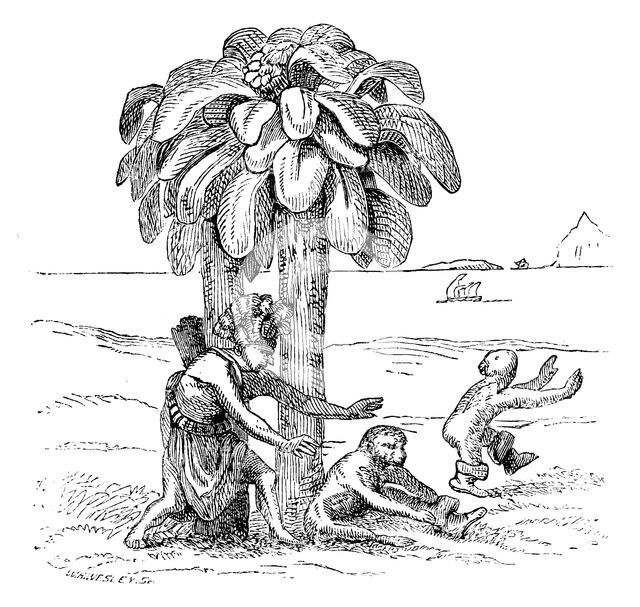 Apes on the banks of the Zaire, 1598, (1863).  Creator: WH Wesley.