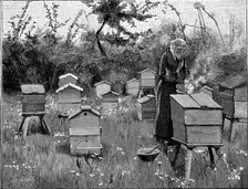 Apiary of wooden hives, Lismore, Ireland, 1890