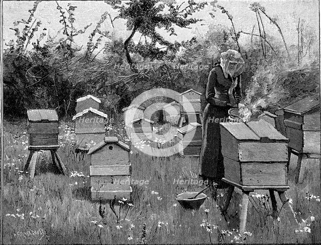 Apiary of wooden hives, Lismore, Ireland, 1890. Artist: Unknown
