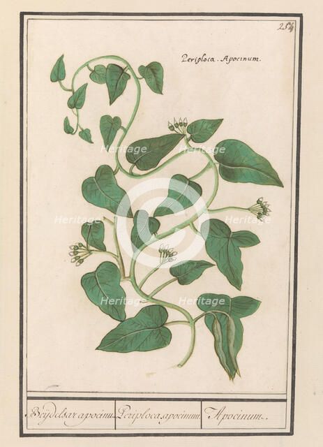 Apocynum, 1596-1610. Creators: Anselmus de Boodt, Elias Verhulst.