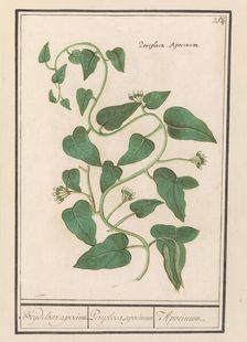 Apocynum, 1596-1610. Creators: Anselmus de Boodt, Elias Verhulst