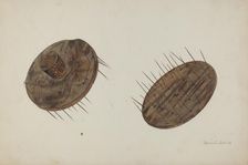 Apothecary's Pill Coater, 1941. Creator: Herman O. Stroh