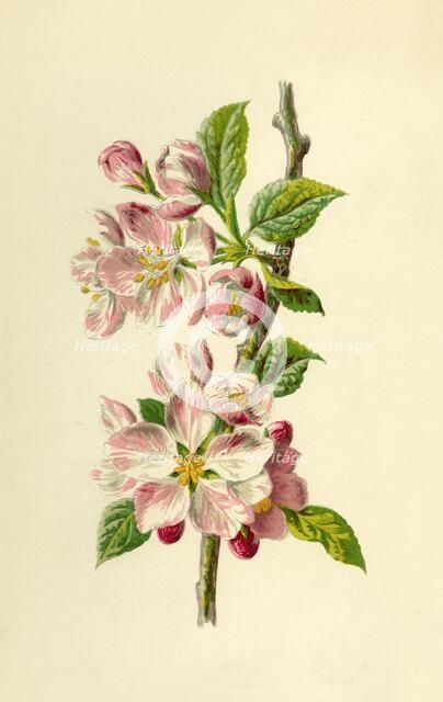 'Apple', 1877. Creator: Frederick Edward Hulme.