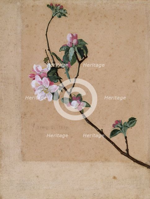 'Apple Blossom', 1869. Creator: Walter Crane.