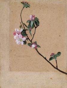 Apple Blossom 1869. Creator: Walter Crane