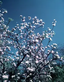Apple blossom, c1955. Creator: Arthur Charles Kirby Ware