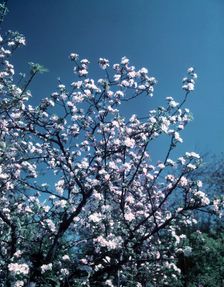 Apple blossom, c1955. Creator: Arthur Charles Kirby Ware