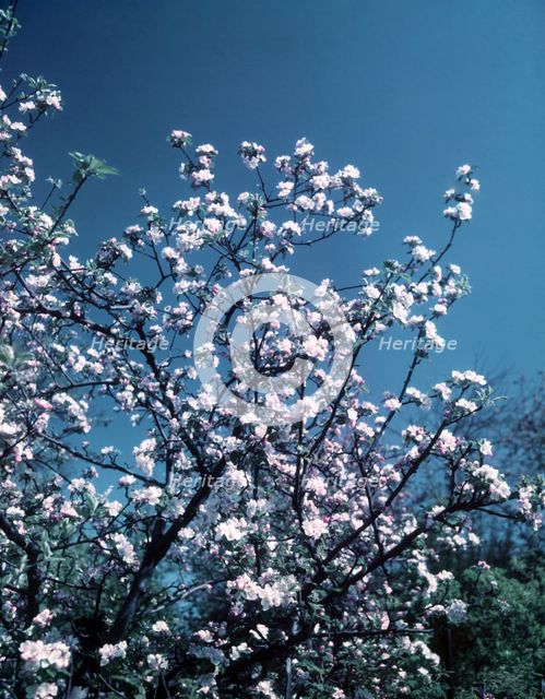 Apple blossom, c1955. Creator: Arthur Charles Kirby Ware.
