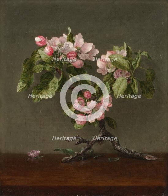 Apple Blossoms, 1873. Creator: Martin Johnson Heade (American, 1819-1904).