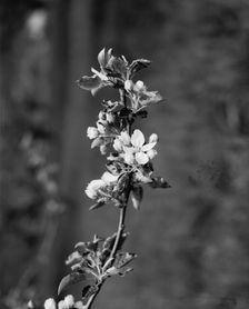 Apple blossoms, between 1900 and 1905. Creator: Unknown