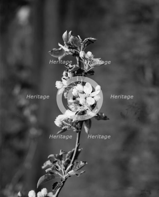 Apple blossoms, between 1900 and 1905. Creator: Unknown.