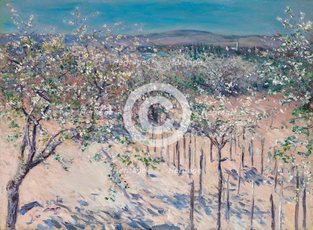 Apple orchard in bloom, Colombes, 1883. Creator: Caillebotte, Gustave (1848-1894).