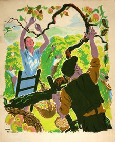Apple picking, between 1939 and 1946. Creators: Central Office of Information, Percy Drake Brookshaw