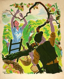 Apple picking, between 1939 and 1946. Creators: Central Office of Information, Percy Drake Brookshaw