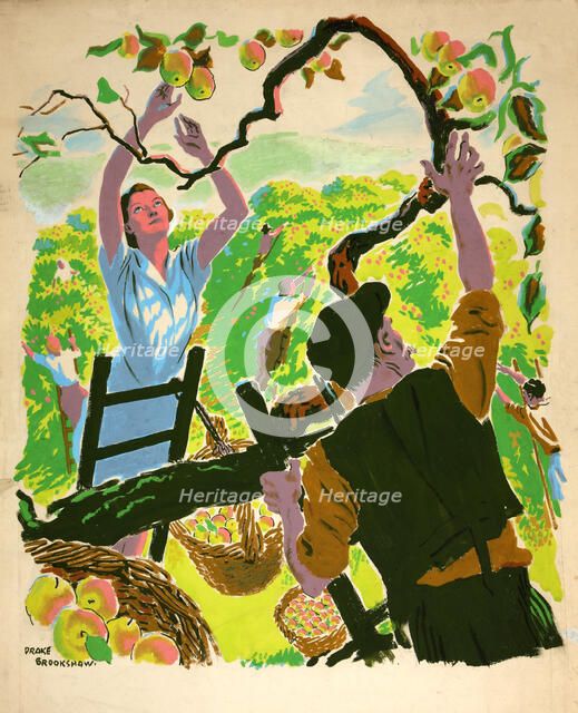 Apple picking, between 1939 and 1946. Creators: Central Office of Information, Percy Drake Brookshaw.