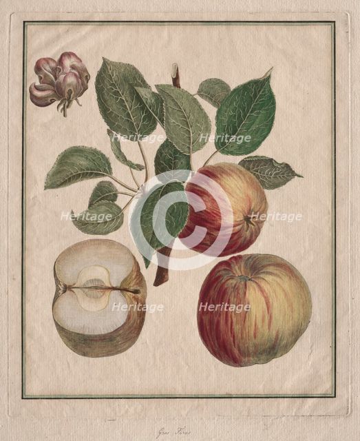 Apple with Leaf and Fruit Blossom, 1768. Creator: Henri Louis Duhamel du Monceau (French, 1700-1782).